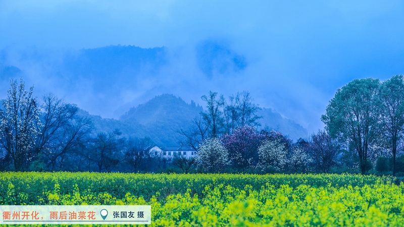 衢州开化,雨后油菜花。